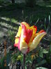 DSCN4235