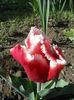 DSCN4239