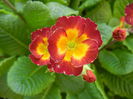 Primula polyanthus Red (2015, April 11)