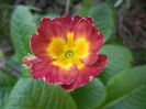 Primula polyanthus Red (2015, April 11)