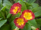 Primula polyanthus Red (2015, April 11)