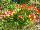Primula polyanthus Red (2015, April 13)