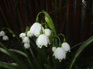 Leucojum aestivum (2015, April 15)