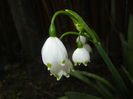Leucojum aestivum (2015, April 15)