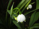 Leucojum aestivum (2015, April 15)