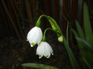 Leucojum aestivum (2015, April 15)