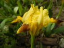 Iris pumila Yellow (2015, April 15)
