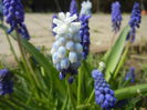 Muscari Peppermint (2015, April 15)