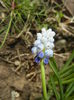 Muscari Peppermint (2015, April 15)