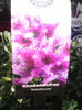 rhododendron keleticum de vanzare 37 ron