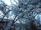 Picture 455