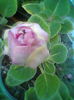 Esenia