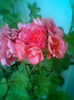 Fotogr.2097