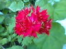 Pixie Rosie