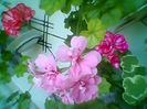 Fotogr.2081