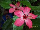 frunza variegata-primit claudia72
