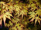 Acer palmatum Katsura (2015, April 16)