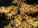 Acer palmatum Katsura (2015, April 16)