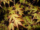 Acer palmatum Katsura (2015, April 16)