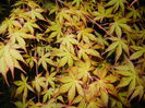 Acer palmatum Katsura (2015, April 16)