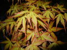 Acer palmatum Katsura (2015, April 16)