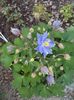 aquilegia clementine blue