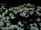 DSC01241