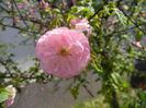 Prunus triloba (2015, April 17)