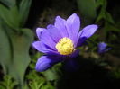 Anemone Blue Shades (2015, April 17)