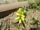 Muscari Golden Fragrance (2015, Apr.17)