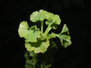 Gingko biloba (2015, April 17)