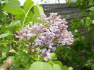 Syringa vulgaris_Lilac (2015, April 18)