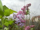 Syringa vulgaris_Lilac (2015, April 18)