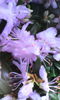 rhododendron night sky de vanzare 37 ron