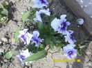 Viola tricolor