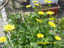 DORONICUM