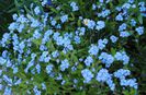 myosotis