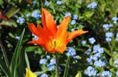 lalea lily flowered Ballerina