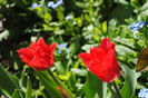 lalele lily flowered Pieter de Leur