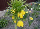 Fritillaria
