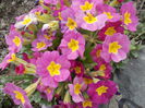 DSCN4303