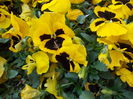 DSCN4536