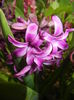 Hyacinth Purple Sensation (2015, Apr.18)