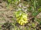 Muscari Golden Fragrance (2015, Apr.18)