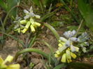 Muscari Golden Fragrance (2015, Apr.18)