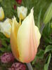 Tulipa Blushing Lady (2015, April 15)