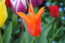 lalea lily flowered ballerina