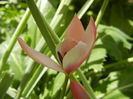 Tulipa Peppermint Stick (2015, April 17)