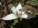 Tulipa Peppermint Stick (2015, April 17)