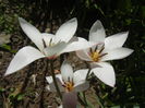 Tulipa Peppermint Stick (2015, April 17)